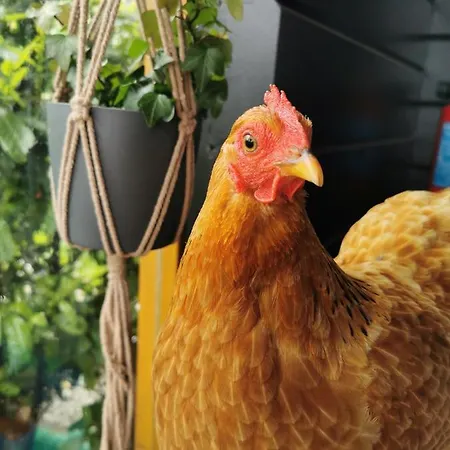Frühstückspension Op De Terp *
